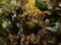   before finishing decompression found this scorpionfish  